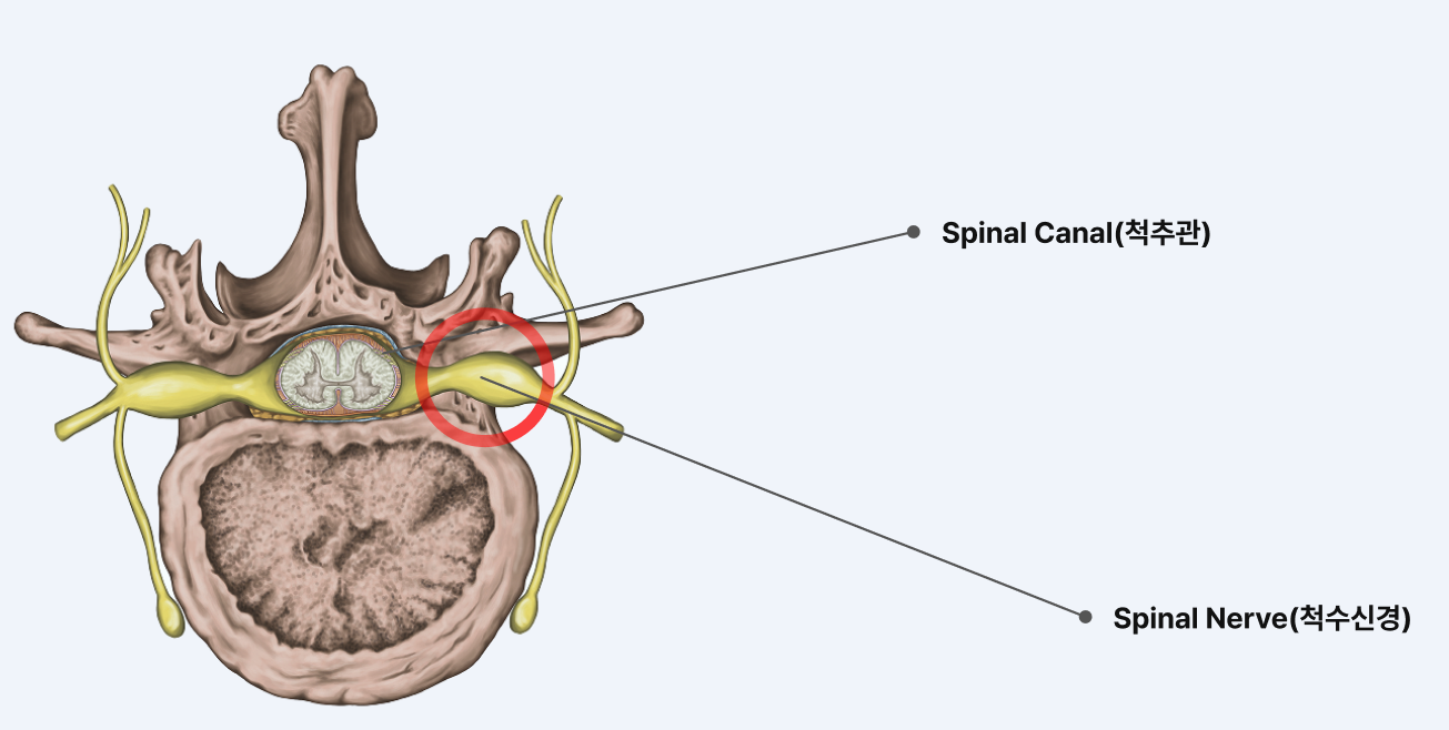 디스크 단면 일러스트